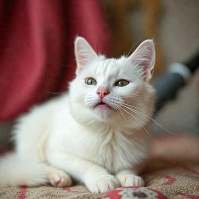 The primary subject of the image is a white cat sitting on a couch. The cat is looking at the camera, and its mouth is slightly open. The setting is indoors, with the couch being the main background of the scene. The visual style appears to be a photo, capturing the cat's expression and the couch's texture. The colors in the image are predominantly white, with the cat's fur and the couch's surface being the main colors. The overall atmosphere is calm and relax